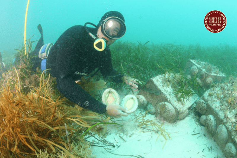 bào ngư úc viền xanh