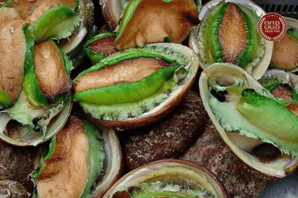 bào ngư úc viền xanh