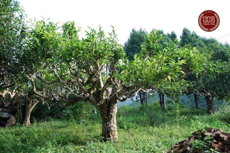 cây trà shan tuyết cổ thụ