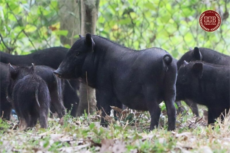quy trình nuôi lợn đen bản địa xông trà
